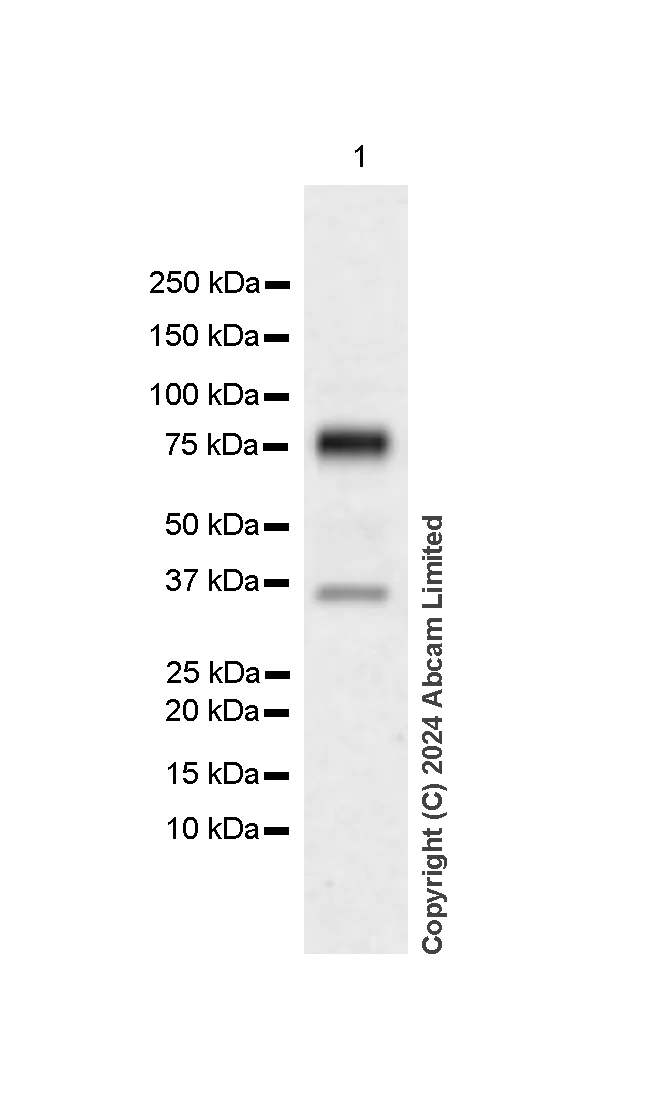 Western blot - Anti-Alkaline Phosphatase antibody [EPR20428-147] - BSA and Azide free (Capture) (AB252581)