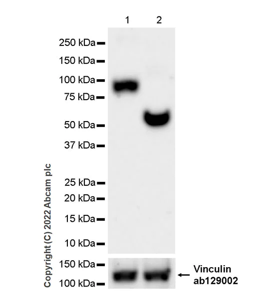 Western blot - Anti-Alkaline Phosphatase antibody [EPR27506-72] (AB305305)