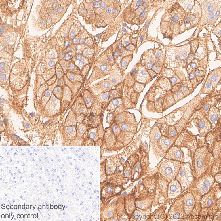 Immunohistochemistry - Anti-Alkaline Phosphatase antibody [EPR27506-72] (BSA and Azide free) (AB305306)