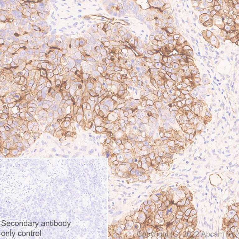 Immunohistochemistry - Anti-Alkaline Phosphatase antibody [EPR27506-72] (BSA and Azide free) (AB305306)