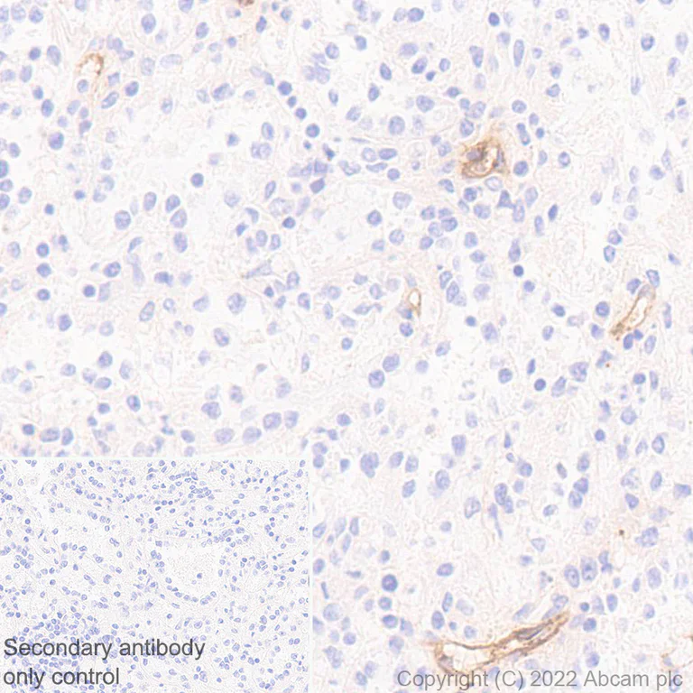 Immunohistochemistry - Anti-Alkaline Phosphatase antibody [EPR27506-72] (BSA and Azide free) (AB305306)