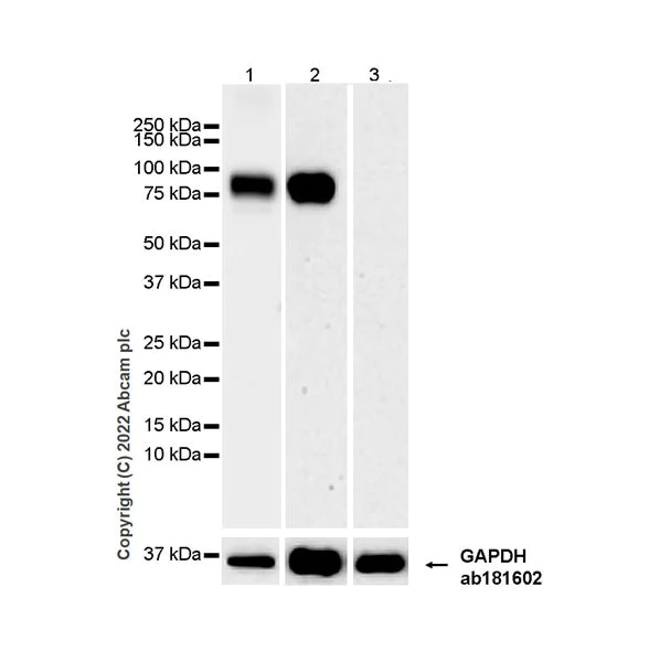 Western blot - Anti-Alkaline Phosphatase antibody [EPR27506-72] (BSA and Azide free) (AB305306)
