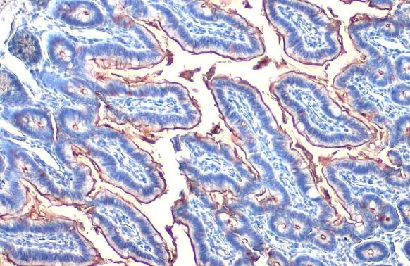 Immunohistochemistry paraffin embedded sections - Anti-Alkaline phosphatase antibody [HL1267] (AB308353), expandable thumbnail