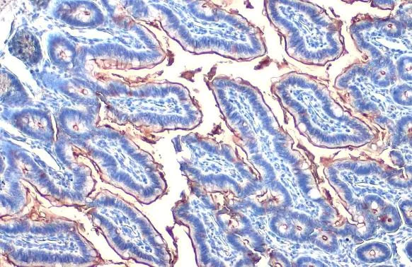 Immunohistochemistry paraffin embedded sections - Anti-Alkaline phosphatase antibody [HL1267] (AB308353)