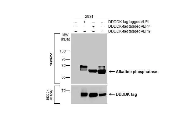 Western blot - Anti-Alkaline phosphatase antibody [HL1267] (AB308353)