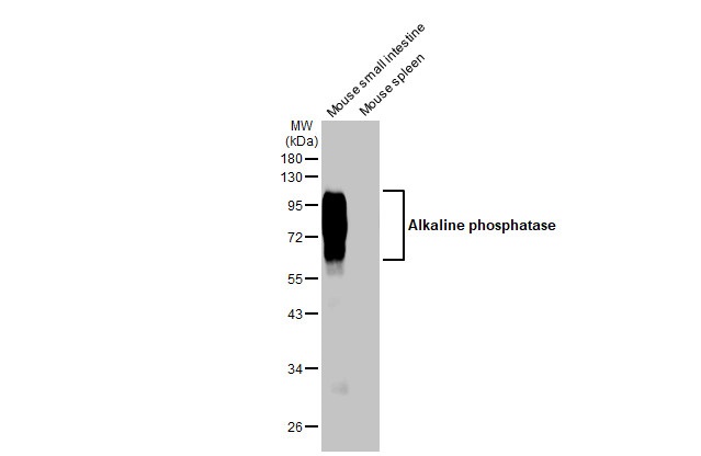 Western blot - Anti-Alkaline phosphatase antibody [HL1267] (AB308353), expandable thumbnail