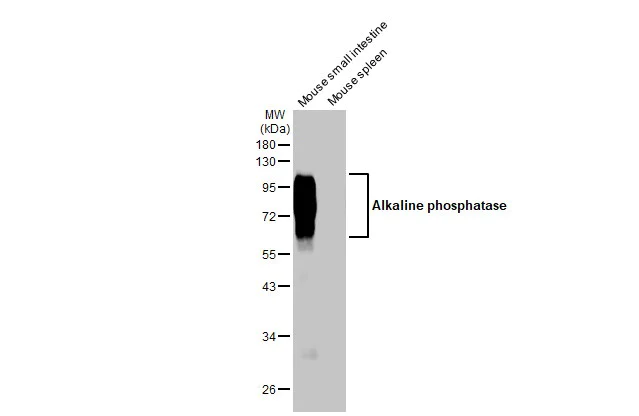 Western blot - Anti-Alkaline phosphatase antibody [HL1267] (AB308353)