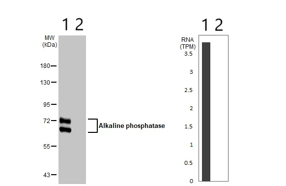 Western blot - Anti-Alkaline phosphatase antibody [HL1267] (AB308353)