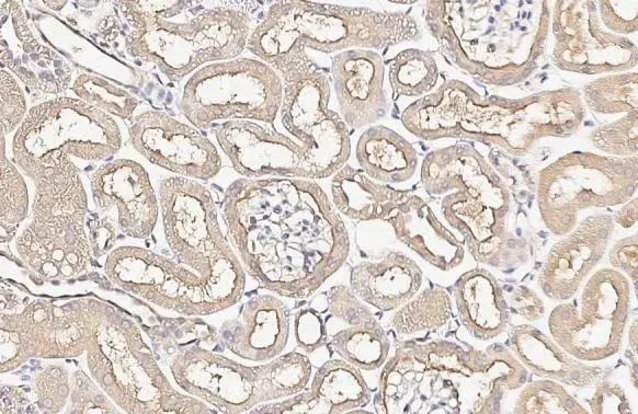 Immunohistochemistry (Formalin/PFA-fixed paraffin-embedded sections) - Anti-Alkaline Phosphatase antibody [HL2003] (AB317123)