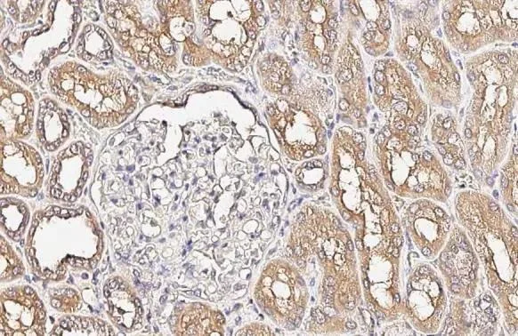 Immunohistochemistry (Formalin/PFA-fixed paraffin-embedded sections) - Anti-Alkaline Phosphatase antibody [HL2003] (AB317123)