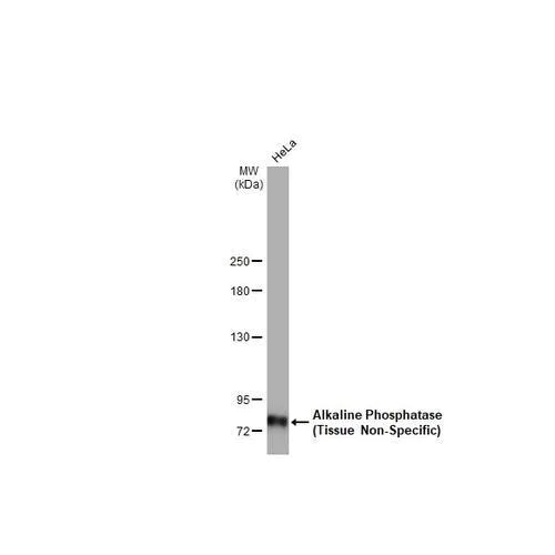 Western blot - Anti-Alkaline Phosphatase antibody [HL2003] (AB317123)
