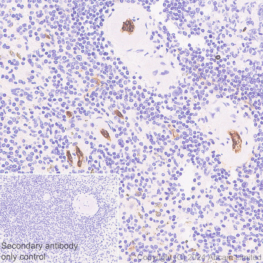 Immunohistochemistry (Formalin/PFA-fixed paraffin-embedded sections) - Anti-Alkaline Phosphatase antibody [RM1283] (AB322533), expandable thumbnail