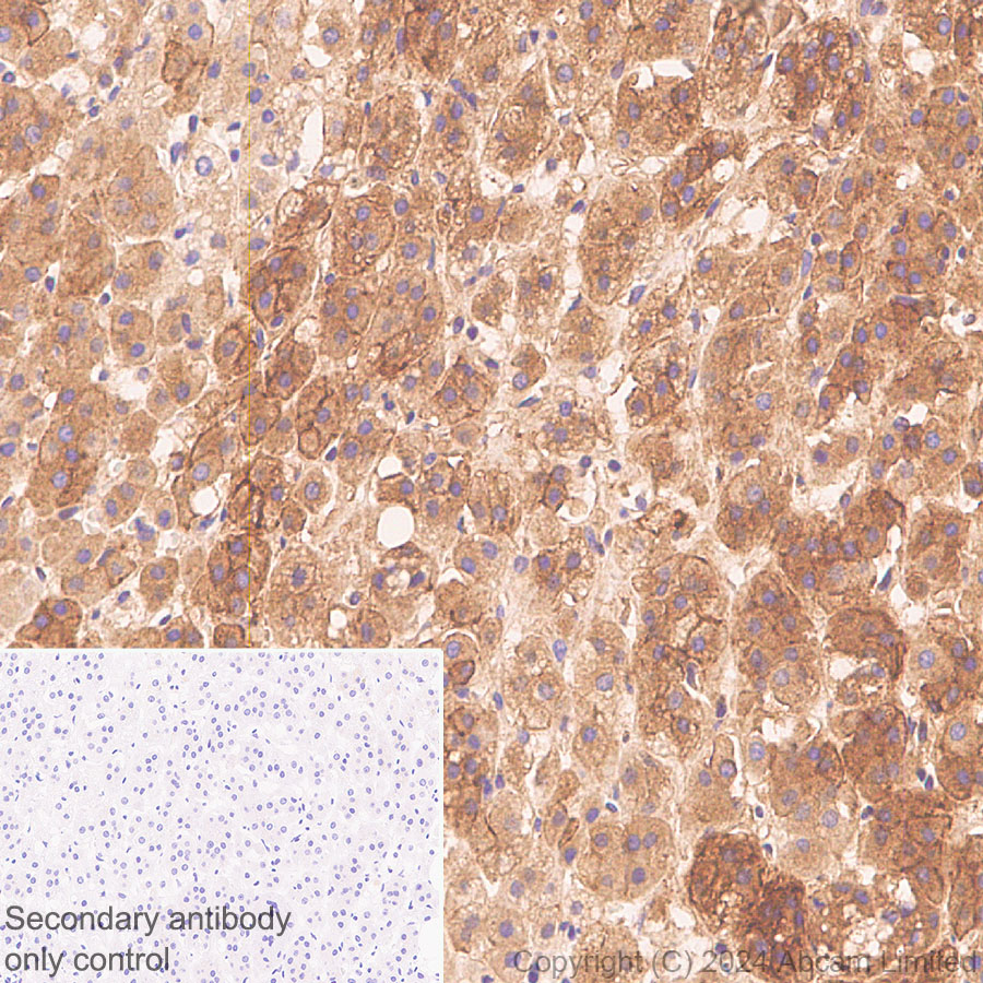 Immunohistochemistry (Formalin/PFA-fixed paraffin-embedded sections) - Anti-Alkaline Phosphatase antibody [RM1283] (AB322533), expandable thumbnail