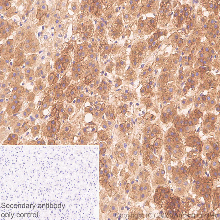 Immunohistochemistry (Formalin/PFA-fixed paraffin-embedded sections) - Anti-Alkaline Phosphatase antibody [RM1283] (AB322533)
