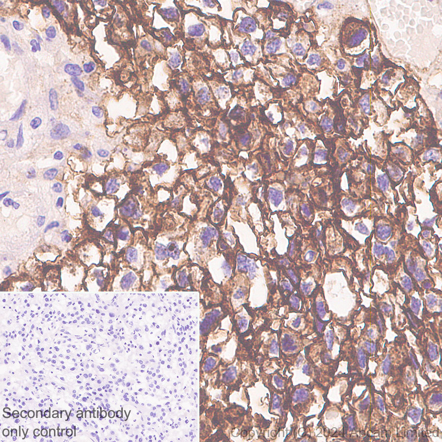 Immunohistochemistry (Formalin/PFA-fixed paraffin-embedded sections) - Anti-Alkaline Phosphatase antibody [RM1283] (AB322533), expandable thumbnail