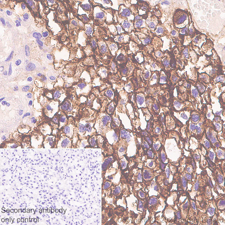 Immunohistochemistry (Formalin/PFA-fixed paraffin-embedded sections) - Anti-Alkaline Phosphatase antibody [RM1283] (AB322533)