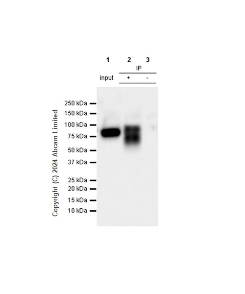 Immunoprecipitation - Anti-Alkaline Phosphatase antibody [RM1283] (AB322533), expandable thumbnail