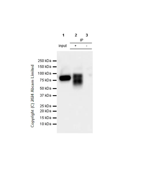 Immunoprecipitation - Anti-Alkaline Phosphatase antibody [RM1283] (AB322533)