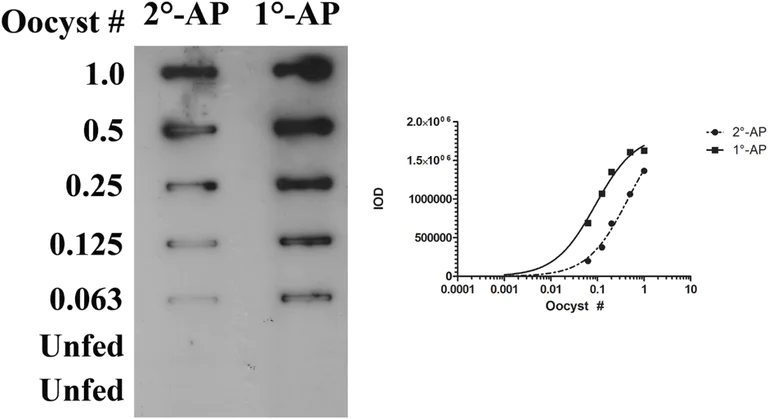 Conjugation - Alkaline phosphatase Conjugation Kit - Lightning-Link® (AB102850)
