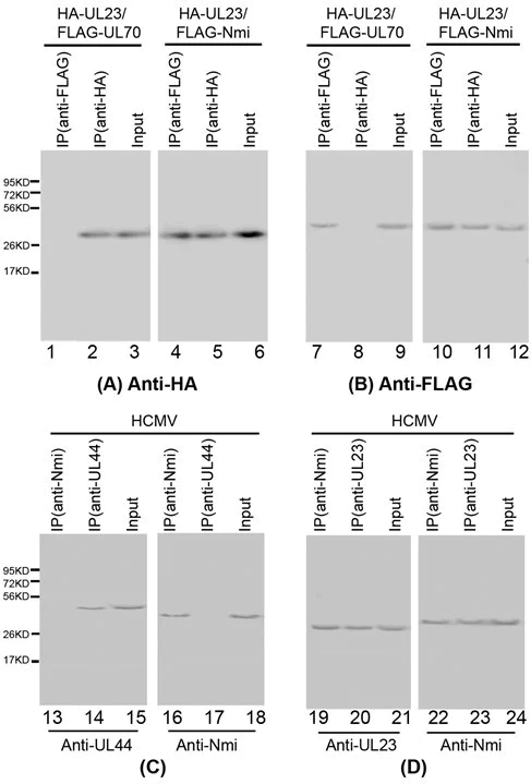 Western blot - Alkaline phosphatase Conjugation Kit - Lightning-Link® (AB102850)