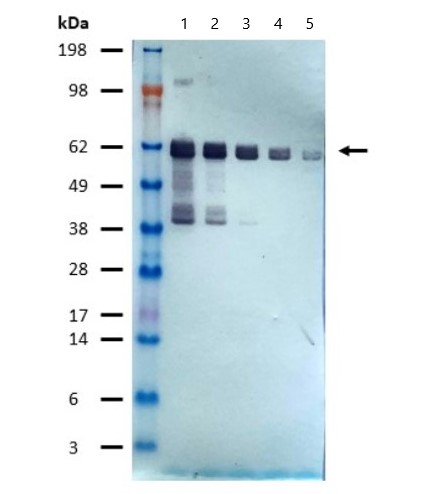 Western blot - Alkaline Phosphatase Anti-DDDDK tag (Binds to FLAG® tag sequence) antibody [M2] (AB81655), expandable thumbnail