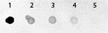 Dot Blot - Alkaline Phosphatase Anti-GFP antibody (AB6661), expandable thumbnail