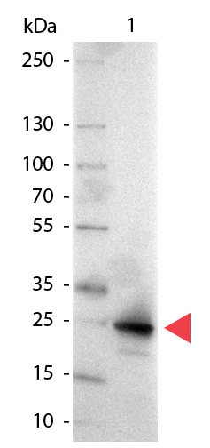 Western blot - Alkaline Phosphatase Anti-GFP antibody (AB6661), expandable thumbnail