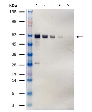 Western blot - Alkaline Phosphatase Anti-HA tag antibody [16B12] (AB81656), expandable thumbnail