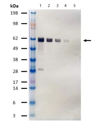 Western blot - Alkaline Phosphatase Anti-HA tag antibody [16B12] (AB81656)