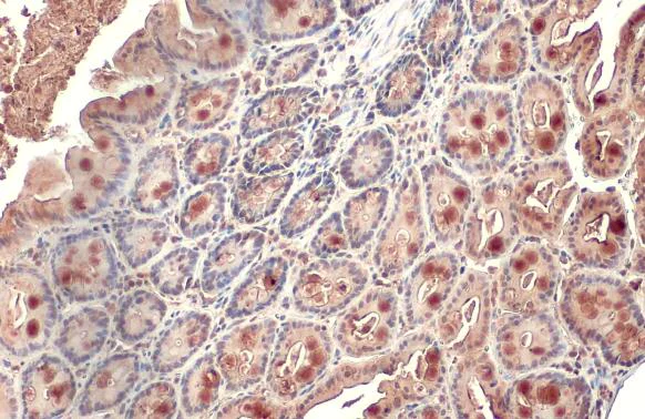 Immunohistochemistry (Formalin/PFA-fixed paraffin-embedded sections) - Anti-Alkaline phosphatase (intestinal) antibody [HL1268] (AB307798)
