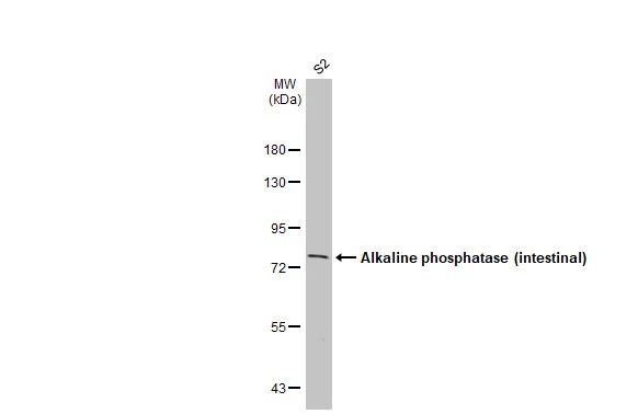 Western blot - Anti-Alkaline phosphatase (intestinal) antibody [HL1268] (AB307798), expandable thumbnail