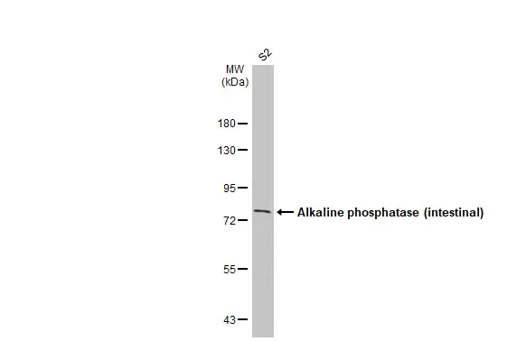 Western blot - Anti-Alkaline phosphatase (intestinal) antibody [HL1268] (AB307798)