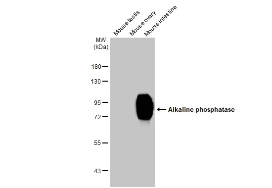 Western blot - Anti-Alkaline phosphatase (intestinal) antibody [HL1268] (AB307798)