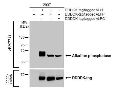 Western blot - Anti-Alkaline phosphatase (intestinal) antibody [HL1268] (AB307798)