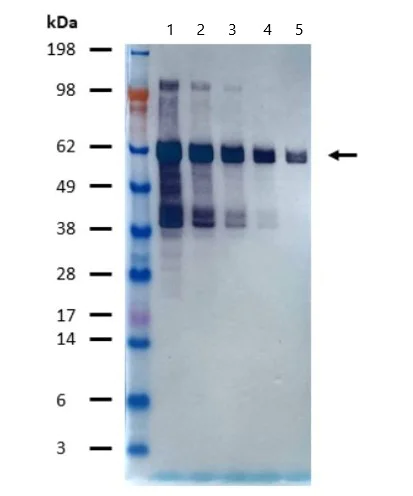 Western blot - Alkaline Phosphatase Anti-S tag antibody (AB133157)