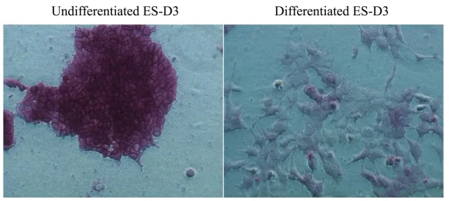 Immunocytochemistry - Alkaline Phosphatase Staining Kit (Red) (AB242286)