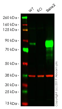 Western blot - Anti-Alkaline Phosphatase, Tissue Non-Specific antibody [2F4] (AB126820)