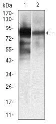 Western blot - Anti-Alkaline Phosphatase, Tissue Non-Specific antibody [2F4] (AB126820)