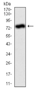 Western blot - Anti-Alkaline Phosphatase, Tissue Non-Specific antibody [2F4] (AB126820)