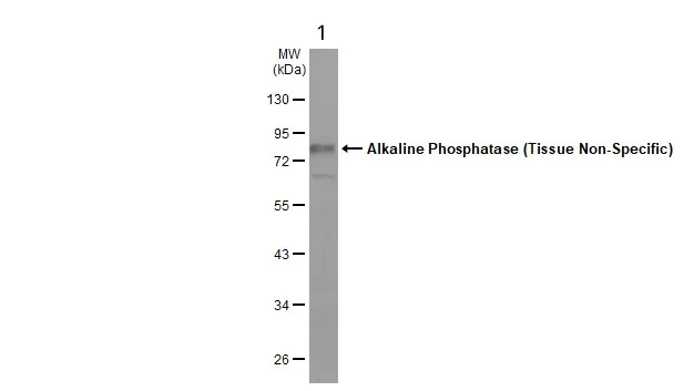 Western blot - Anti-Alkaline Phosphatase, Tissue Non-Specific antibody (AB97384)