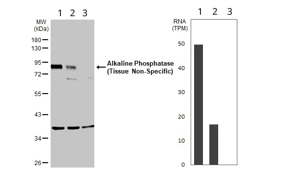 Western blot - Anti-Alkaline Phosphatase, Tissue Non-Specific antibody (AB97384)
