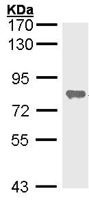 Western blot - Anti-Alkaline Phosphatase, Tissue Non-Specific antibody (AB97384), expandable thumbnail