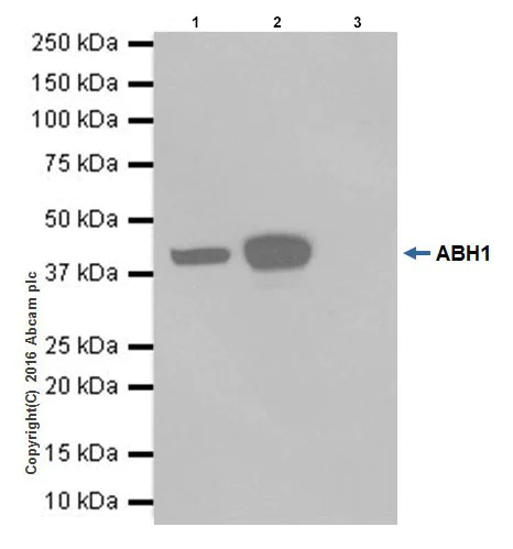 Immunoprecipitation - Anti-ALKBH1 antibody [EPR19215] (AB195376)