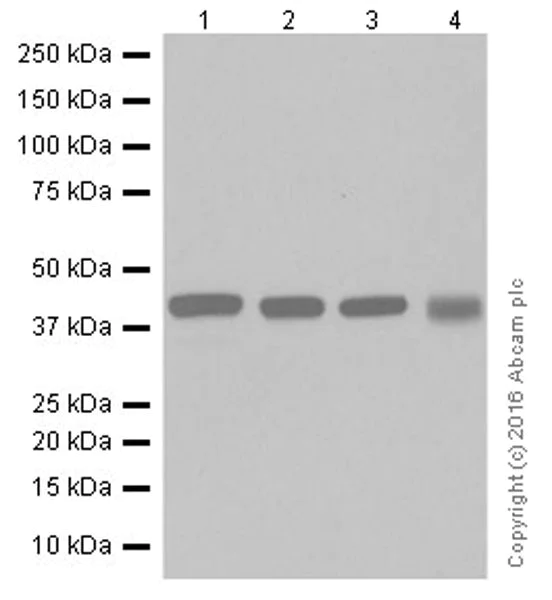 Western blot - Anti-ALKBH1 antibody [EPR19215] (AB195376)