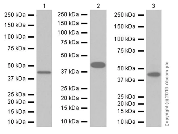 Western blot - Anti-ALKBH1 antibody [EPR19215] (AB195376)