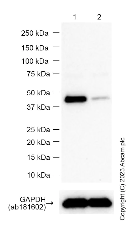 Western blot - Anti-ALKBH1 antibody [EPR19215] (AB195376)