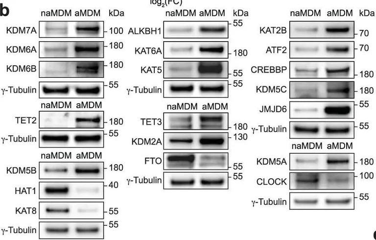 Western blot - Anti-ALKBH1 antibody [EPR19215] (AB195376)