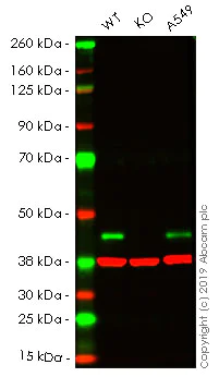 Western blot - Anti-ALKBH1 antibody [EPR19215] (AB195376)
