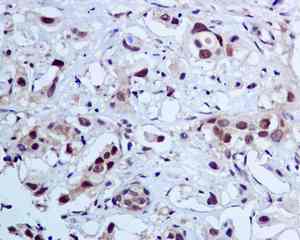 Immunohistochemistry (Formalin/PFA-fixed paraffin-embedded sections) - Anti-ALKBH1 antibody [EPR6175(2)] (AB128895)