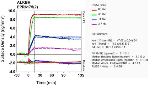 OI-RD Scanning - Anti-ALKBH1 antibody [EPR6175(2)] (AB128895)
